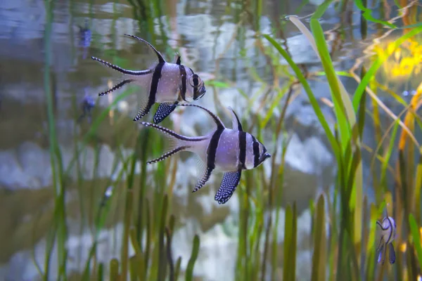 Banggai Cardinalfish Pterapogon Kauderni Υπέροχο Υποθαλάσσιο Κόσμο Τροπικά Ψάρια — Φωτογραφία Αρχείου