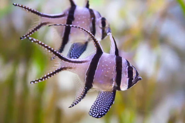 Pesce Cardinale Banggai Pterapogon Kauderni Meraviglioso Bellissimo Mondo Subacqueo Con — Foto Stock
