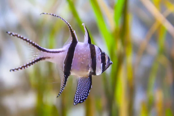 Banggai Cardinalfish Pterapogon Kauderni Υπέροχο Υποθαλάσσιο Κόσμο Τροπικά Ψάρια — Φωτογραφία Αρχείου