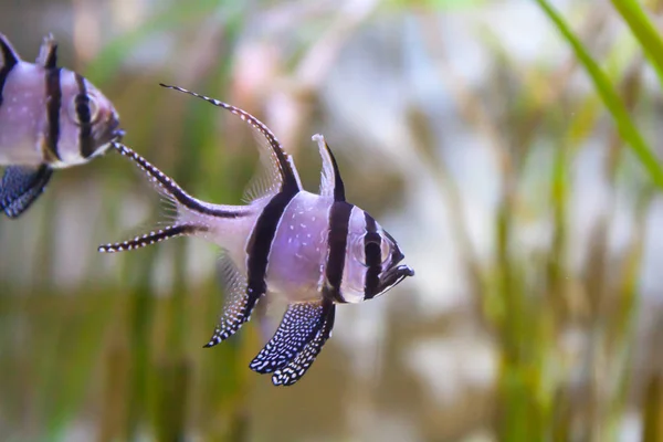 Banggai Kardinalfisch Pterapogon Kauderni Wunderschöne Unterwasserwelt Mit Tropischen Fischen — Stockfoto