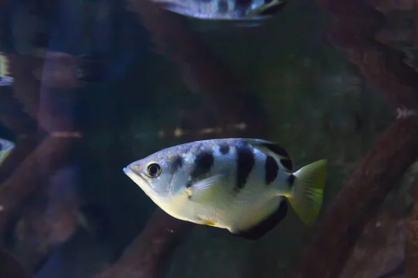 Maravilloso Hermoso Mundo Submarino Con Corales Peces Tropicales — Foto de Stock