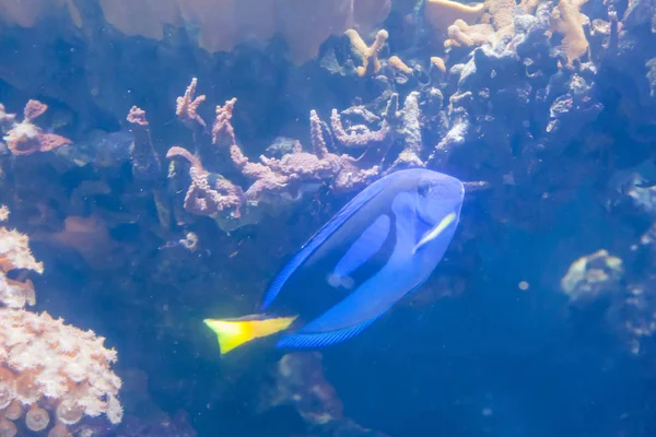 물고기 Paracanthurus Hepatus입니다 산호와 열대어 훌륭하고 — 스톡 사진