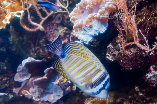 Blue Tang Surgeon Fish Paracanthurus Xanthurus Prachtige Mooie Onderwaterwereld Met — Stockfoto