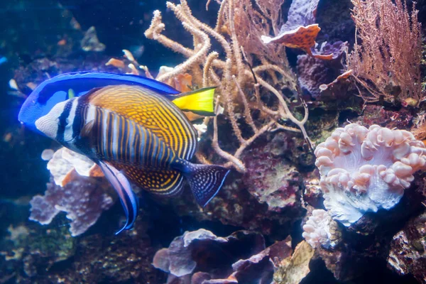 Μπλε Ψάρια Χειρουργός Tang Paracanthurus Hepatus Υπέροχο Υποθαλάσσιο Κόσμο Κοράλλια — Φωτογραφία Αρχείου