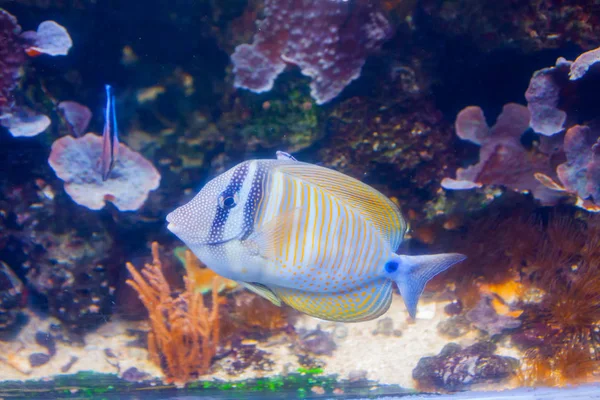 Μπλε Ψάρια Χειρουργός Tang Paracanthurus Hepatus Υπέροχο Υποθαλάσσιο Κόσμο Κοράλλια — Φωτογραφία Αρχείου