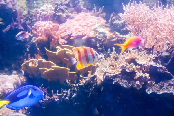 Copperbanded Butterfly fish Chelmon Rostratus. Wonderful and beautiful underwater world with corals and tropical fish.