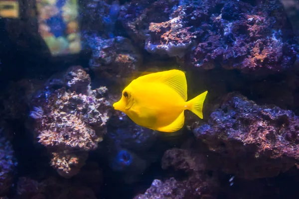 Peixe Cirurgião Amarelo Maravilhoso Belo Mundo Subaquático Com Corais Peixes — Fotografia de Stock