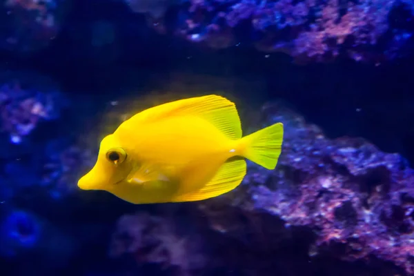 Peixe Cirurgião Amarelo Maravilhoso Belo Mundo Subaquático Com Corais Peixes — Fotografia de Stock