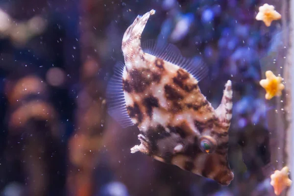 Υπέροχος Και Όμορφος Υποβρύχιος Κόσμος Κοράλλια Και Τροπικά Ψάρια — Φωτογραφία Αρχείου