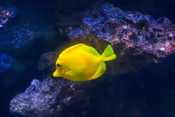 Peixe Cirurgião Amarelo Maravilhoso Belo Mundo Subaquático Com Corais Peixes — Fotografia de Stock