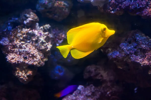 Peixe Cirurgião Amarelo Maravilhoso Belo Mundo Subaquático Com Corais Peixes — Fotografia de Stock