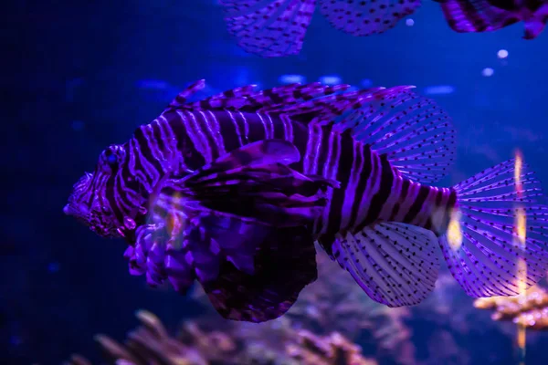 Lionfish Pteroisvolitans Inglês Maravilhoso Belo Mundo Subaquático Com Corais Peixes — Fotografia de Stock