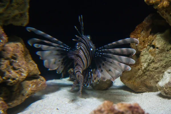 Lionfish Pteroisvolitans Inglés Maravilloso Hermoso Mundo Submarino Con Corales Peces — Foto de Stock