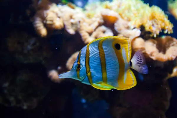 Copperbanded Butterfly fish Chelmon Rostratus. Wonderful and beautiful underwater world with corals and tropical fish.