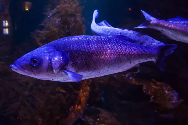 Райдужна Форель Або Лососева Форель Oncorhynchus Mykiss Крупним Планом Акваріумі — стокове фото