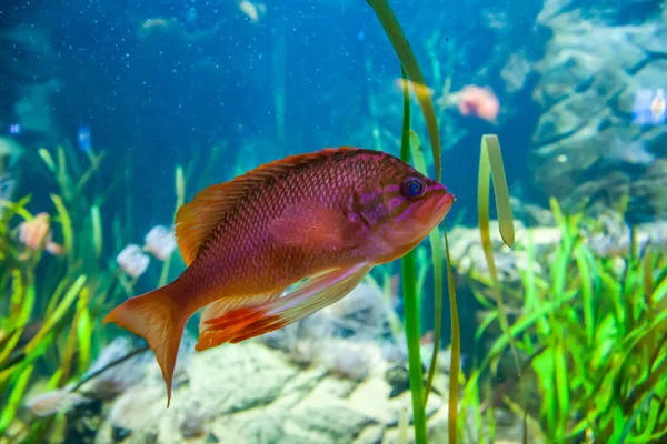 Eichhörnchenfische Wunderschöne Unterwasserwelt Mit Korallen Und Tropischen Fischen — Stockfoto