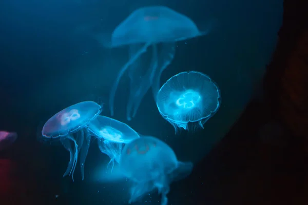 Güzel Renkli Denizanası Akvaryum Aurelia Aurita — Stok fotoğraf