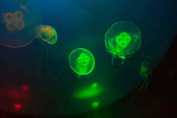 美丽的五颜六色的水母在水族馆 奥雷利亚 — 图库照片