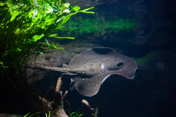 Motoro Stingrocka Potamotrygon Motoro Ett Akvarium — Stockfoto