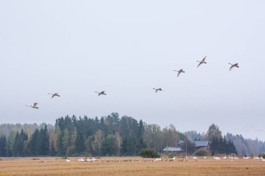 Cygnus cygnus sürüleri-Ötücü Kuğu ve barnacle kazların - Branta leucopsis bir alan üzerinde oturuyor. Bazı kuğular üstlerindeki uçuyor. Kuşlar güneye göç etmeye hazırlanıyorlar. Ekim 2018, Finlandiya.