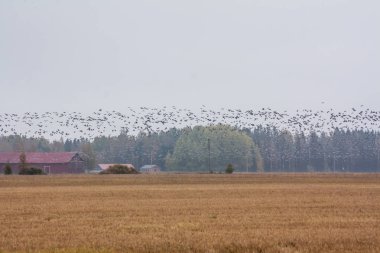 Cygnus cygnus - orman arka plan ve barnacle kazların sürüsü sahasının Ötücü Kuğu - bir sürü onları uçan Branta leucopsis. Kuşlar güneye göç etmeye hazırlanıyorlar. Ekim 2018, Finlandiya.
