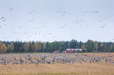 Barnacle kazların - Branta leucopsis büyük bir sürü alanında oturup ve üstünde uçan. Kuşlar güneye göç etmeye hazırlanıyorlar. Ekim 2018, Finlandiya