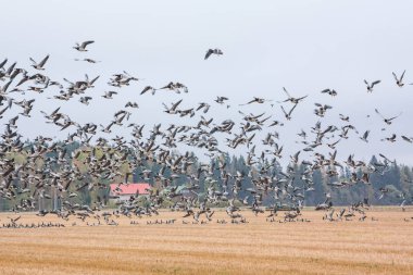 Cygnus cygnus - orman arka plan ve barnacle kazların sürüsü sahasının Ötücü Kuğu - bir sürü onları uçan Branta leucopsis. Kuşlar güneye göç etmeye hazırlanıyorlar. Ekim 2018, Finlandiya.
