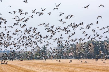 Cygnus cygnus - orman arka plan ve barnacle kazların sürüsü sahasının Ötücü Kuğu - bir sürü onları uçan Branta leucopsis. Kuşlar güneye göç etmeye hazırlanıyorlar. Ekim 2018, Finlandiya.