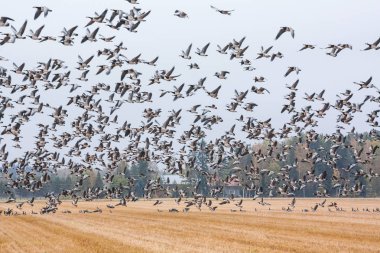 Cygnus cygnus - orman arka plan ve barnacle kazların sürüsü sahasının Ötücü Kuğu - bir sürü onları uçan Branta leucopsis. Kuşlar güneye göç etmeye hazırlanıyorlar. Ekim 2018, Finlandiya.