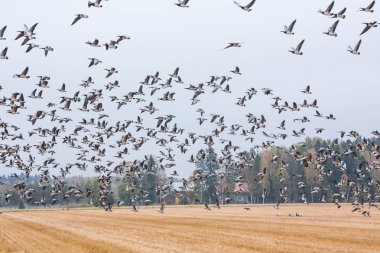 Cygnus cygnus - orman arka plan ve barnacle kazların sürüsü sahasının Ötücü Kuğu - bir sürü onları uçan Branta leucopsis. Kuşlar güneye göç etmeye hazırlanıyorlar. Ekim 2018, Finlandiya.