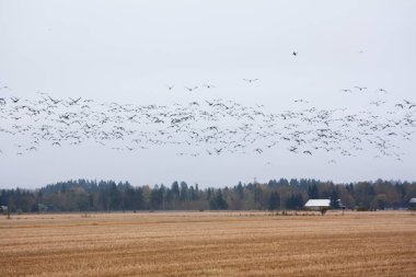 Cygnus cygnus - orman arka plan ve barnacle kazların sürüsü sahasının Ötücü Kuğu - bir sürü onları uçan Branta leucopsis. Kuşlar güneye göç etmeye hazırlanıyorlar. Ekim 2018, Finlandiya.