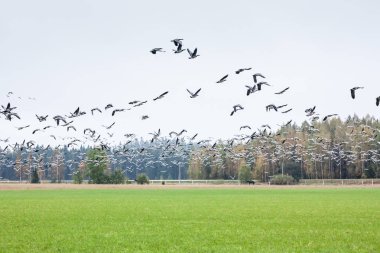 Cygnus cygnus - orman arka plan ve barnacle kazların sürüsü sahasının Ötücü Kuğu - bir sürü onları uçan Branta leucopsis. Kuşlar güneye göç etmeye hazırlanıyorlar. Ekim 2018, Finlandiya.