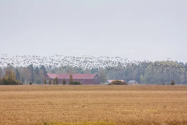 Flock Cygnus Cygnus Whooper Swan Field Forest Background Flock Barnacle — Stock Photo, Image