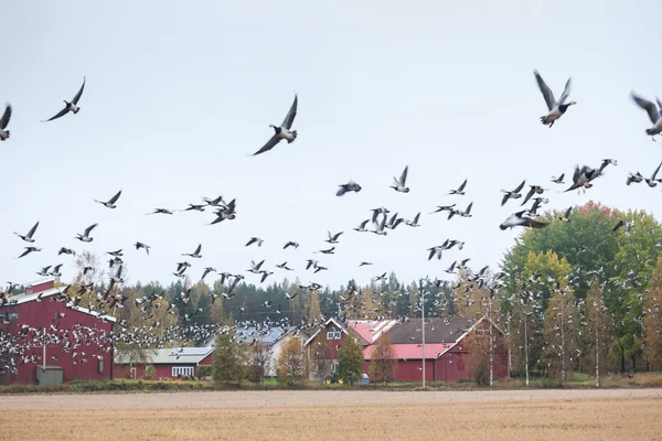 シグナス シグナス 森背景とフジツボ ギースの群れでのフィールドでオオハクチョウの群れのコクガン属 Leucopsis それらの上を飛んでします 鳥は南へ移動する準備しています 2018 年フィンランド — ストック写真
