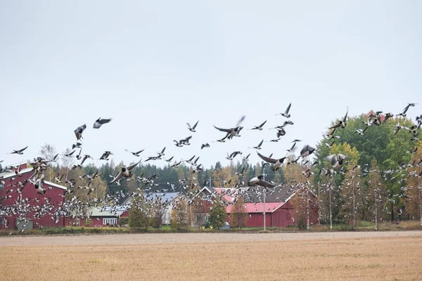 Bando Cygnus Cygnus Whooper Swan Campo Fundo Floresta Rebanho Gansos — Fotografia de Stock