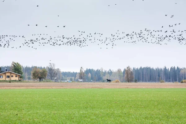 Ein Schwarm Cygnus Cygnus Singschwäne Auf Einem Feld Vor Waldhintergrund — Stockfoto