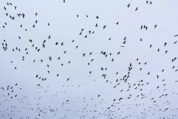 Ein Großer Schwarm Seegränengänse Branta Leucopsis Fliegt Den Himmel Vögel — Stockfoto