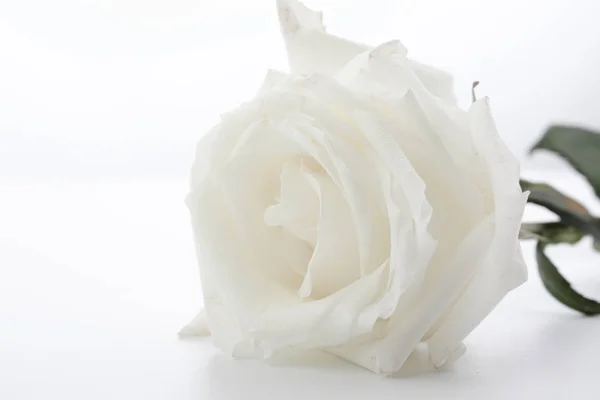 Piękna Biała Róża Białym Tle — Zdjęcie stockowe