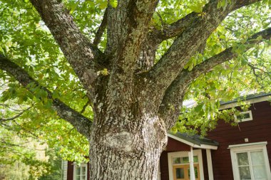 Büyük ağaç gövdesinde kırmızı ahşap evin arka plan.