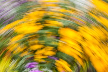 Parlak sarı Rudbeckia Fulgida koni çiçek koyu kahverengi capitula ile hareket soyut bulanık fotoğraf yaz bahçede çiçek.