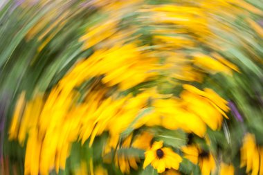 Parlak sarı Rudbeckia Fulgida koni çiçek koyu kahverengi capitula ile hareket soyut bulanık fotoğraf yaz bahçede çiçek.