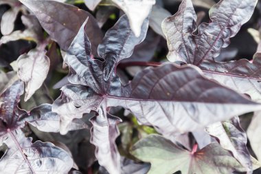 Mor Castor yaprak yaz bahçede büyüyor.