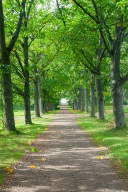 Ağaçları ile yeşil sokak park yaz vardır..