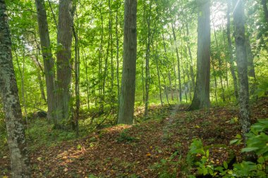 Kalın ağaç gövdeleri yaz Finlandiya için ormanda bulunan.