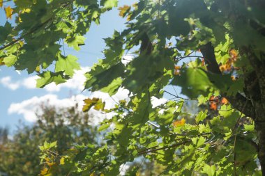 Yaz gökyüzü arka planda Finlandiya karşı yeşil akçaağaç yaprakları.