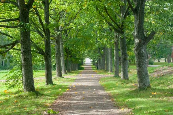 Ağaçları ile yeşil sokak park yaz vardır..