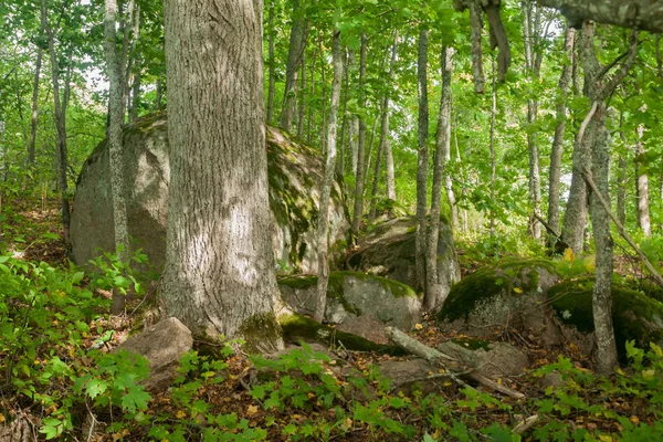 Los Troncos Árboles Gruesos Las Piedras Están Bosque Finlandia Verano — Foto de Stock
