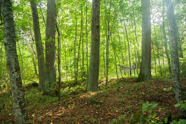 Des Troncs Arbres Épais Sont Dans Forêt Finlande Été — Photo