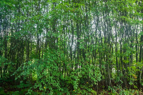 Hay Textura Fondo Árboles Delgados Bosque Finlandia Verano — Foto de Stock
