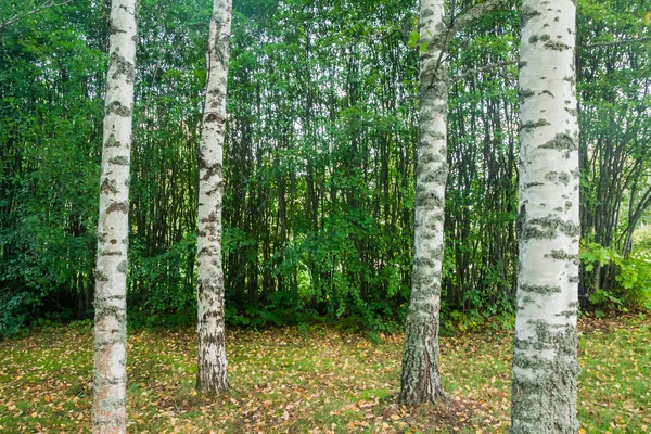 Hay Troncos Abedul Textura Fondo Árboles Delgados Bosque Finlandia Verano — Foto de Stock
